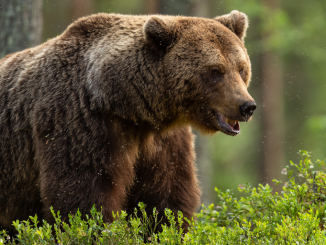 What Is Berachain? The Latest Ethereum, Solana Challenger to Raise Big Money