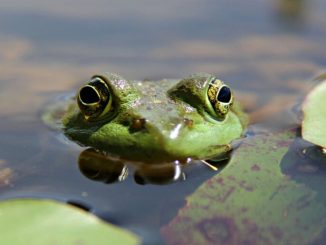 PEPE Flips UNI and LTC, Surges Past $11 Billion Market Cap to New Record