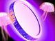 Solana Altcoin Saros Rises 1000% in March, Forms New All-Time Highs
