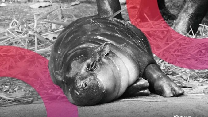 Moo Deng Surges As Viral Pygmy Hippo’s Birthday Plans Revealed by Zoo